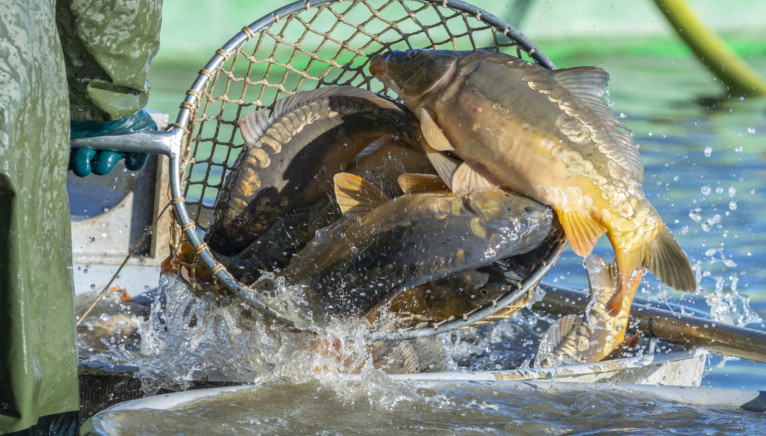 Gospodarstwo rolno rybackie